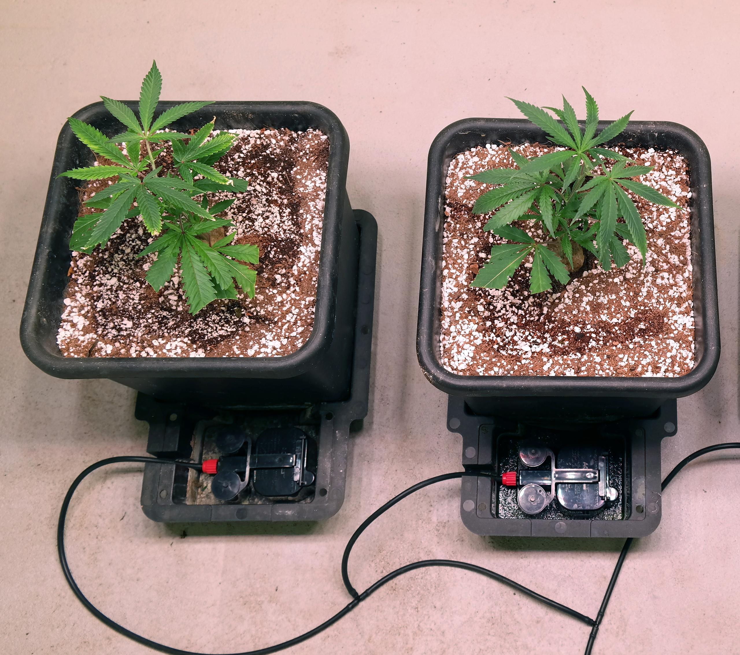 AutoPot
